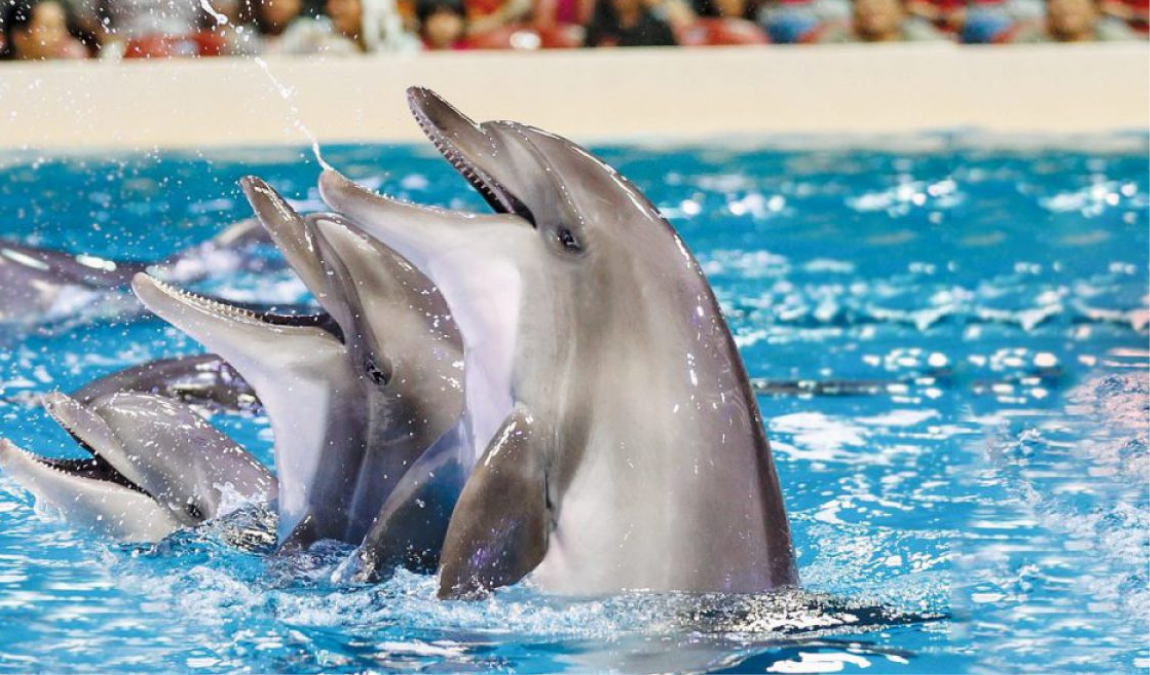 Dubai Dolphinarium from Abu Dhabi