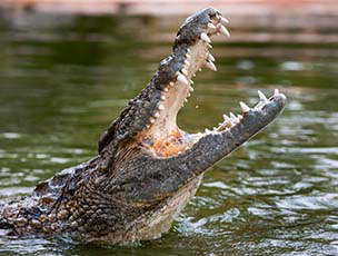 Dubai Crocodile Park